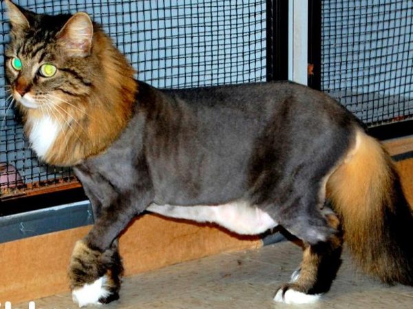 Можно ли стричь кошек - можно ли подстричь кота в домашних условиях | Royal Canin